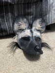 African Wild Dog Mask – Great for Dog Lovers!
