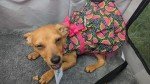 Watermelon Ruffled Tulle Dress for Dogs