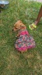 Watermelon Ruffled Tulle Dress for Dogs