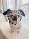 Cute Dalmatian Headband Costume for Pets