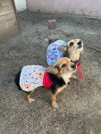 Reversible Dog Dress Sewing Pattern - PDF & Tutorial