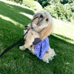 Reversible Dog Dress Sewing Pattern - PDF & Tutorial