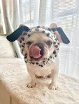 Cute Dalmatian Headband Costume for Pets