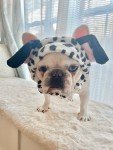 Cute Dalmatian Headband Costume for Pets