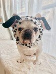 Cute Dalmatian Headband Costume for Pets