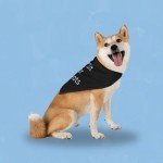 “Will Sit for Treats Dog Bandana”