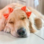 Cute Dog Hair Bow Headband for Stylish Pups