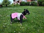 Reversible Dog Dress Sewing Pattern - PDF & Tutorial