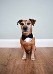 Custom Dog Wedding Outfit with Bow Tie & Bandana