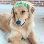 Cute Dog Hair Bow Headband for Stylish Pups