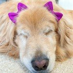 Cute Dog Hair Bow Headband for Stylish Pups