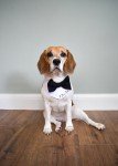 Custom Dog Wedding Outfit with Bow Tie & Bandana