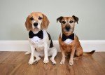 Custom Dog Wedding Outfit with Bow Tie & Bandana