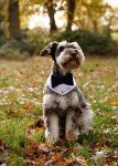 Custom Dog Wedding Outfit with Bow Tie & Bandana
