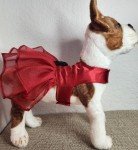 Chic Red Dog Dress for Festive Pet Parties