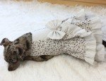 Ivory Floral Shimmer Stripe Dog Dress