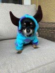 Monsters Inc Sullivan Dog Hoodie Sweater