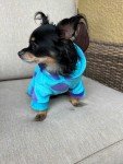 Monsters Inc Sullivan Dog Hoodie Sweater