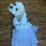 Custom White Dog Wedding Tutu Dress & Suit