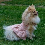Dog Dress from “Fashion Designers” Collection