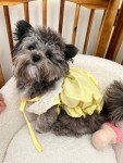 Cute Summer Outfits for Small Dogs