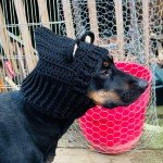 Cozy Crochet Bear Cowl for Small Dogs
