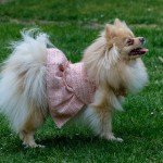 Dog Dress from “Fashion Designers” Collection