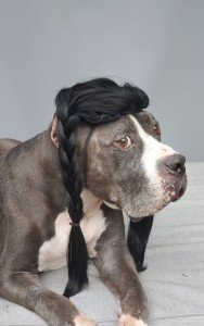 Braided Black Wig for Large Dogs