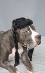 Braided Black Wig for Large Dogs