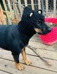 Cozy Crochet Bear Cowl for Small Dogs
