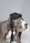 Braided Black Wig for Large Dogs