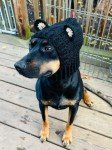 Cozy Crochet Bear Cowl for Small Dogs
