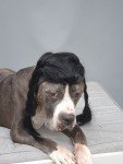 Braided Black Wig for Large Dogs