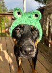 Crochet Frog Snood Hat for Small Dogs