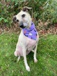 Eco-Friendly Cotton Dog Bandana for Halloween