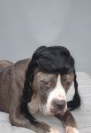 Braided Black Wig for Large Dogs