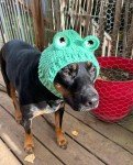 Crochet Frog Snood Hat for Small Dogs
