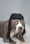 Braided Black Wig for Large Dogs