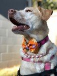 Halloween Pumpkin Dog Bow Tie for Pets