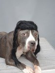Braided Black Wig for Large Dogs