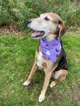 Eco-Friendly Cotton Dog Bandana for Halloween