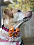 Halloween Pumpkin Dog Bow Tie for Pets