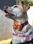 Halloween Pumpkin Dog Bow Tie for Pets