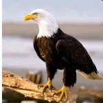 2025 $10 1/4 oz American Gold Eagle Coin