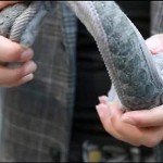 Men's Grey Winter Warm Earmuffs