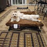 Outdoor Lifted Dog Bed with Washable Cover