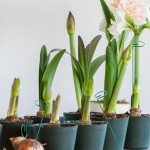 Green 36-Inch Single Stem Plant Support Stakes - 20 Pack