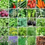 25 Heirloom Veggie & Herb Seed Collection Pack