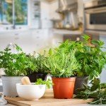 25 Heirloom Veggie & Herb Seed Collection Pack