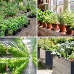 25 Heirloom Veggie & Herb Seed Collection Pack